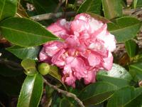 Kamelienblüte