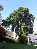 Kapok