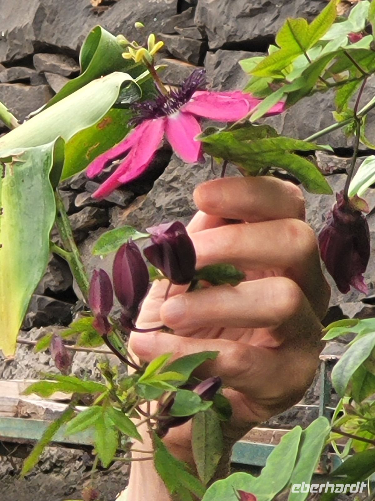 Kirche der Heiligen Mutter von Monte