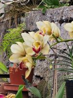 Kirche der Heiligen Mutter von Monte