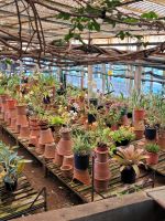 Kirche der Heiligen Mutter von Monte