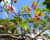 Kirschblüten