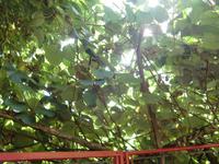 Kiwis