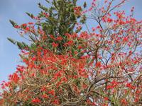Korallenbaum