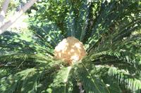 Kräutergarten_16
