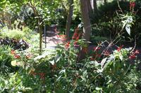 Kräutergarten_7