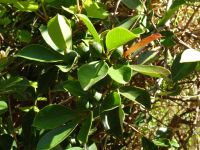 Levada Wanderung - Ananas Guave