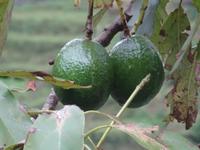 Levada Wanderung, Avocado