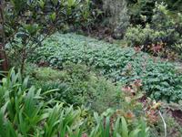 Levada Wanderung, bewirtschafte Terrasse