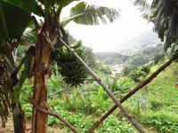 Levada Wanderung