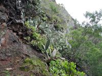 Levada Wanderung