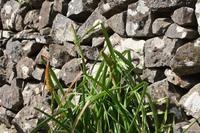 Levada Wanderung_21