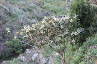 Levada Wanderung_28