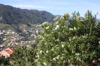 Levada Wanderung_7