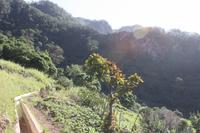 Levada Wanderung_8