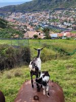 Levada in der Region von Camacha