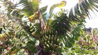 Levada-Wanderung oberhalb des Tals von Machico (Bananen)