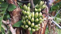 Levada-Wanderung oberhalb des Tals von Machico (Bananen)