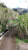 Levada-Wanderung oberhalb des Tals von Machico