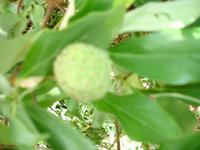 Litschi-Frucht