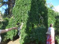 Madeira, Blandy´s Garden, Pagoden- oder Tempelbaum
