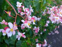 Madeira, Funchal, Eisbegonien im Bot. Garten