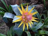 Madeira, Funchal, Orchideen- Fundation, Bromelie