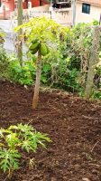 Madeira: Levada-Wanderung