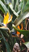Madeira: Quinta Splendida: Botanischer Garten