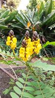 Madeira: Quinta Splendida: Botanischer Garten