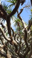 Madeira: Quinta Splendida: Botanischer Garten
