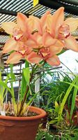 Madeira: Quinta da Boa Vista: Orchideengarten