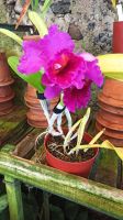 Madeira: Quinta da Boa Vista: Orchideengarten