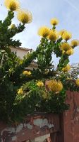 Madeira: Santana: Rundgang