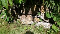 Madeira-mauer-eidechse