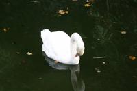 Monte_8