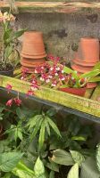 Nach Schokolade riechende Orchidee