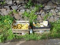 Obst zum Verkauf