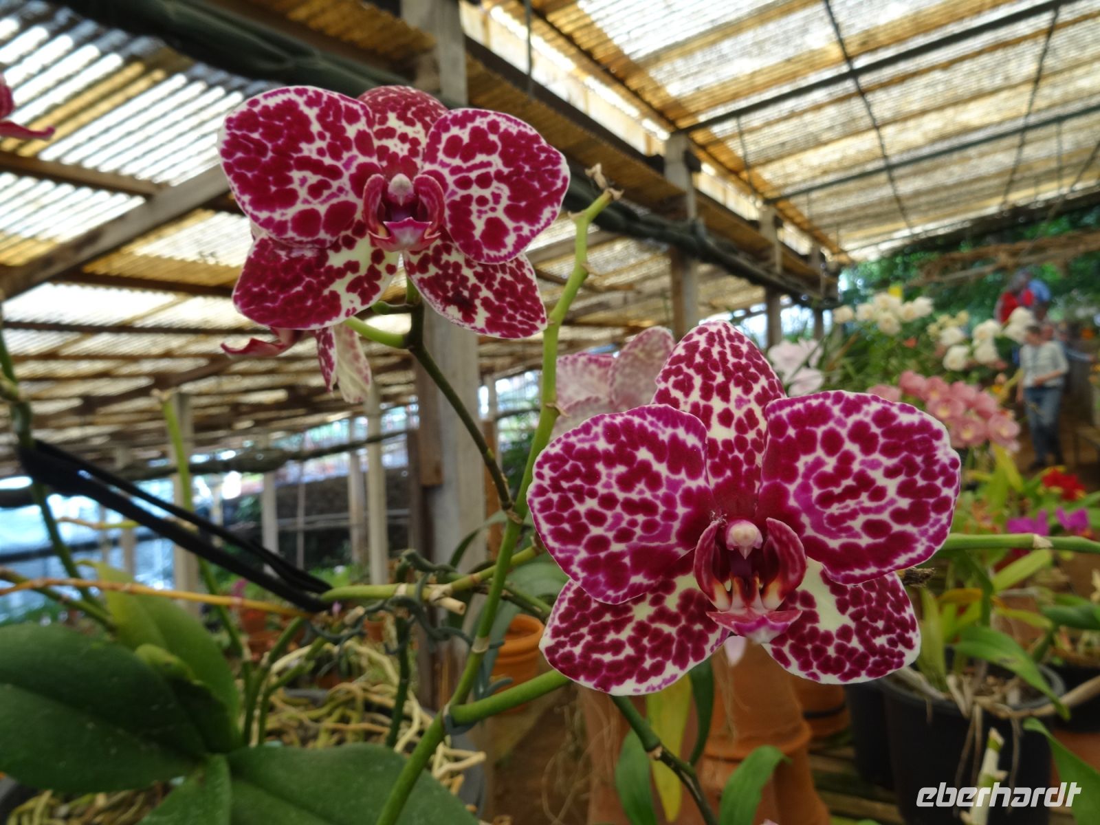 Orchiddengarten