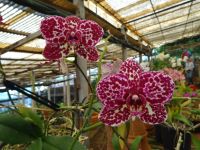 Orchiddengarten