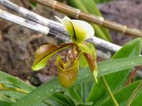 Orchidee im Botanischen Garten