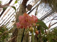 Orchidee im Jardim Orquidea