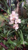Orchidee