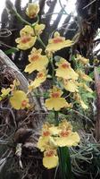 Orchidee