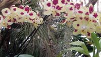 Orchidee