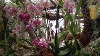 Orchidee