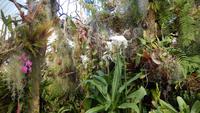 Orchidee