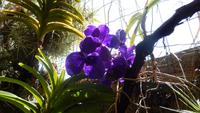 Orchidee
