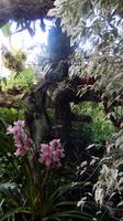 Orchidee