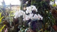 Orchidee